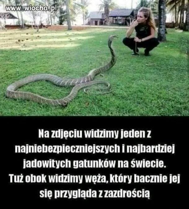 Najbardziej jadowity gatunek?