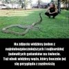 Najbardziej jadowity gatunek?