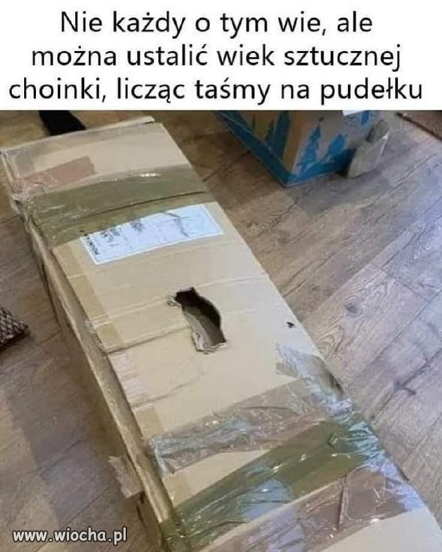 Datowanie choinki metodą klejową