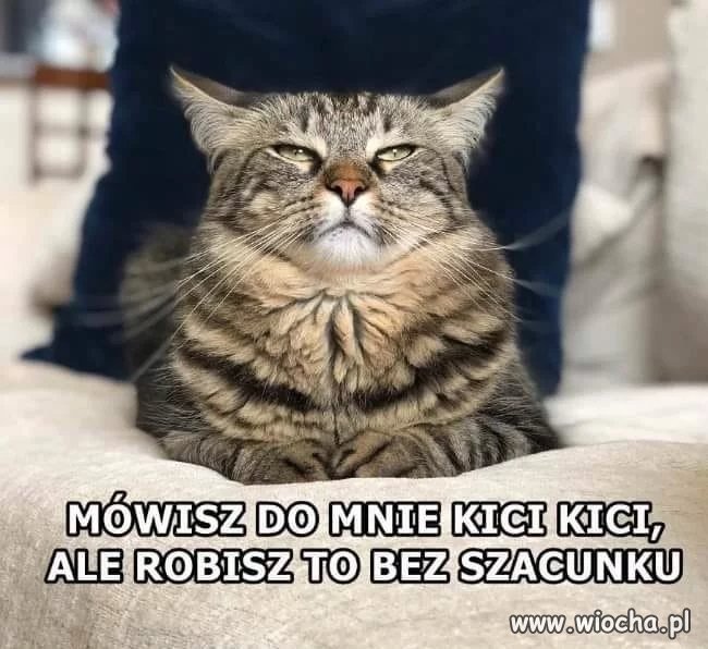 Gdyby koty miały KPI, pierwszy byłby ?okazuj respekt?