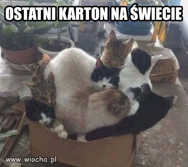Czas oczekiwania na karton: