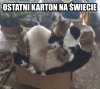 Czas oczekiwania na karton: