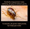 Ciekawe porównanie