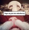 To już koniec normalnego patrzenia na pieczarki