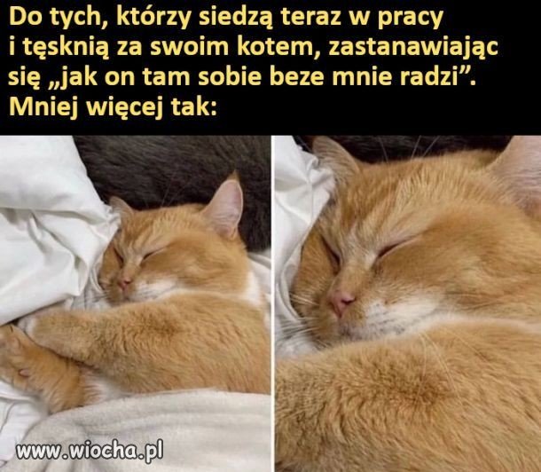 Kot kiedy