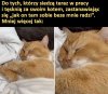 Kot kiedy