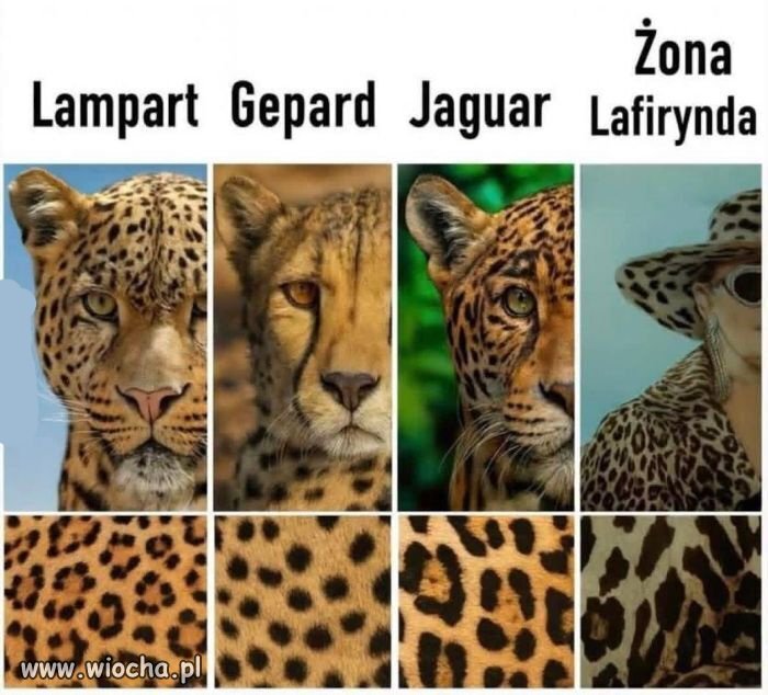 Tak wyglądają i nazywają się te duże koty 
