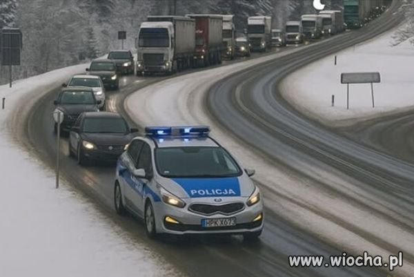 Psi zaprzęg.