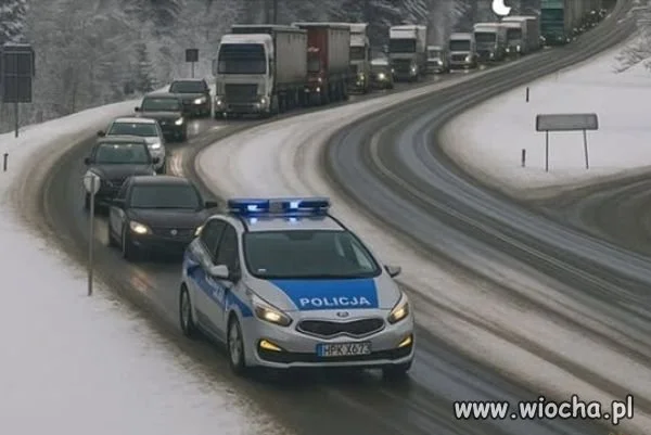 Psi zaprzęg.