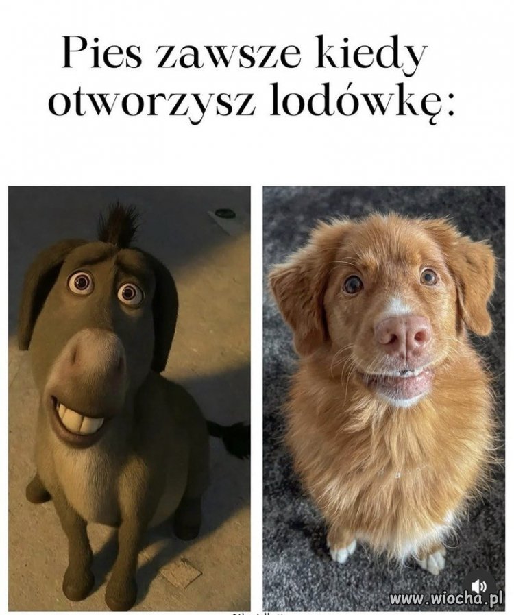 Otwierasz lodówkę a pies zmienia się w postać z bajki