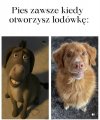 Otwierasz lodówkę a pies zmienia się w postać z bajki