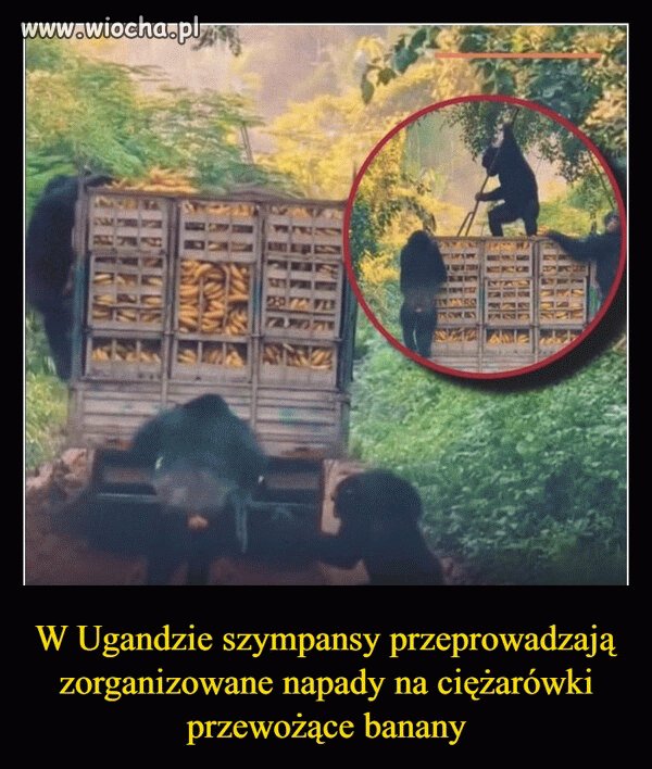 Tymczasem w Ugandzie