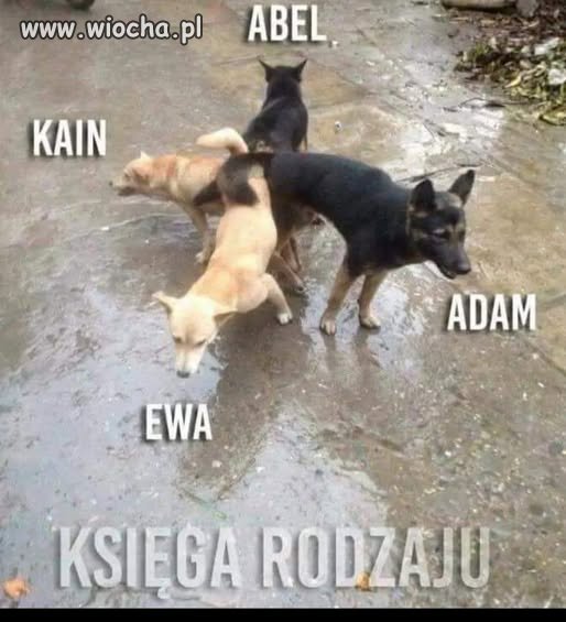 Krzyżówka