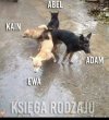 Krzyżówka