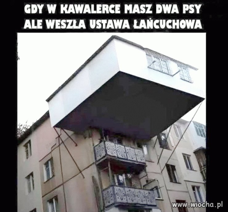To muszą być duże psy