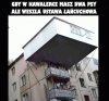 To muszą być duże psy