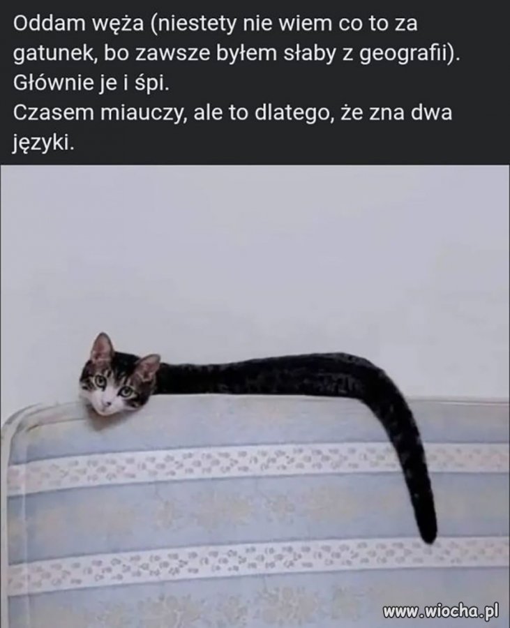 Egzotyczny pupil z OLX-a