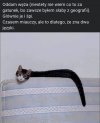 Egzotyczny pupil z OLX-a