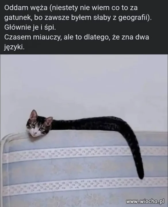 Egzotyczny pupil z OLX-a