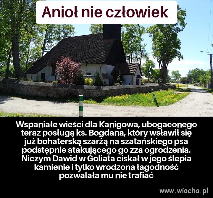 To się psy ucieszą...