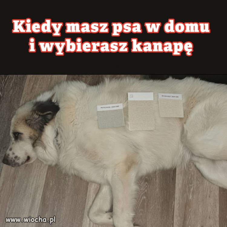 Kiedy masz psa w domu