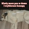 Kiedy masz psa w domu