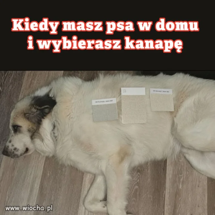 Kiedy masz psa w domu