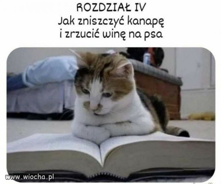 Profesjonalista od przerzucania winy