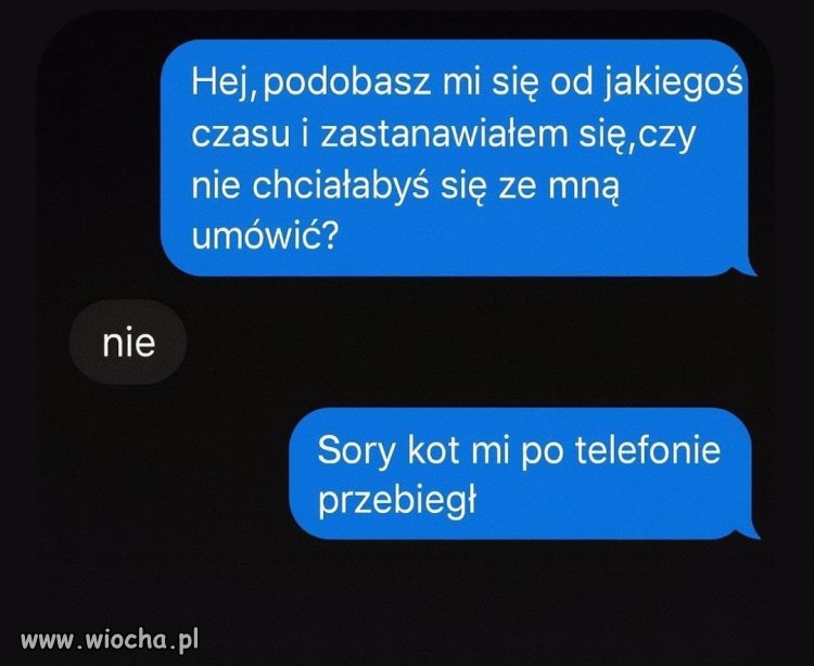 Kot użył nawet