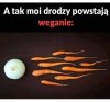 Edukacja żywieniowa brutalna, ale skuteczna