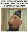 Co jest kurcze
