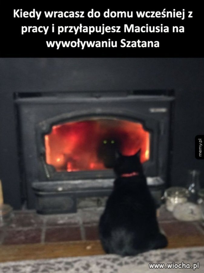 Ten moment, kiedy kot ma swoje mroczne hobby
