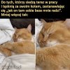Człowiek przeżywa rozłąkę, kot przeżywa najpiękniejszą drzemkę życia