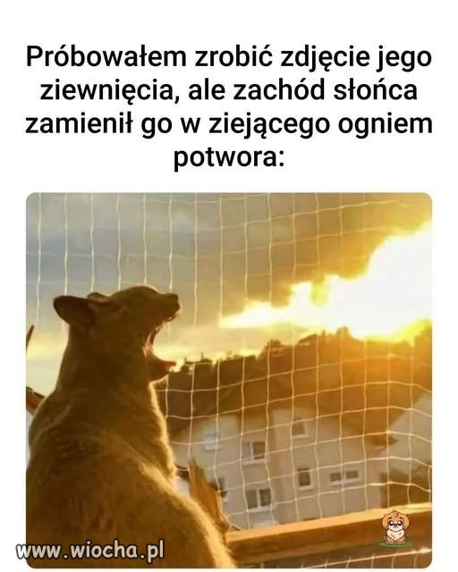 Domowy smok w trybie zachodzącego słońca