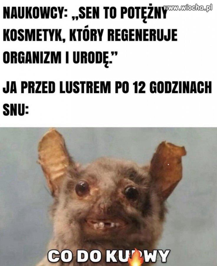12h snu, efekt jak po tygodniu melanżu