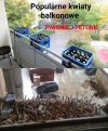 Balkonowy ogródek zaawansowany