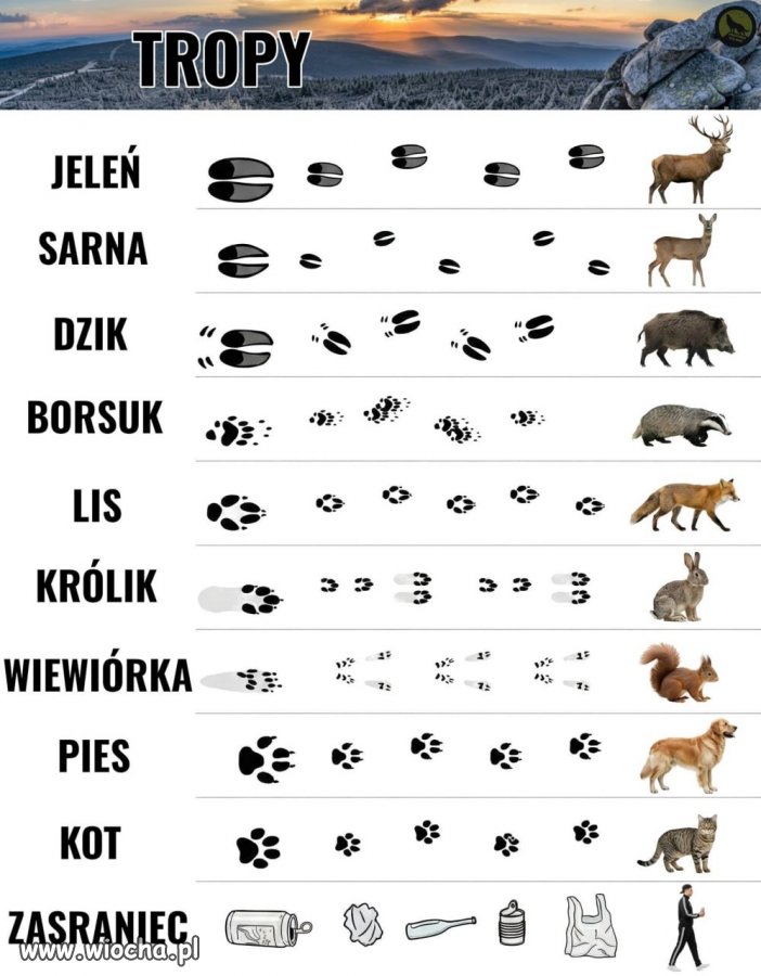 Poradnik rozpoznawania lokalnych rzadkości