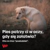 Prosimy o możliwe sugestie w komentarzach