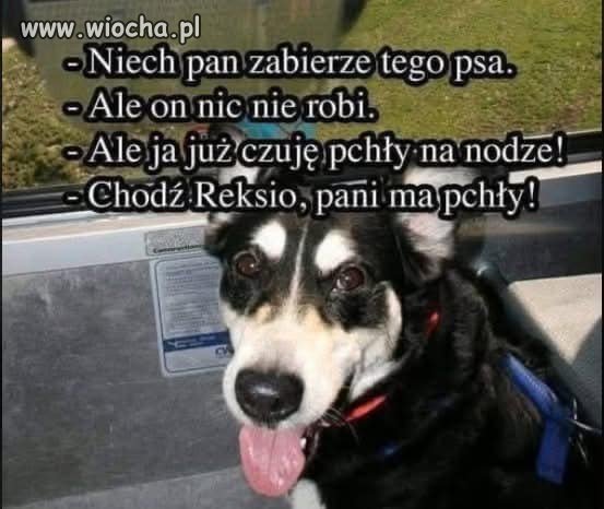 Z cyklu absurdalne dialogi dnia codziennego