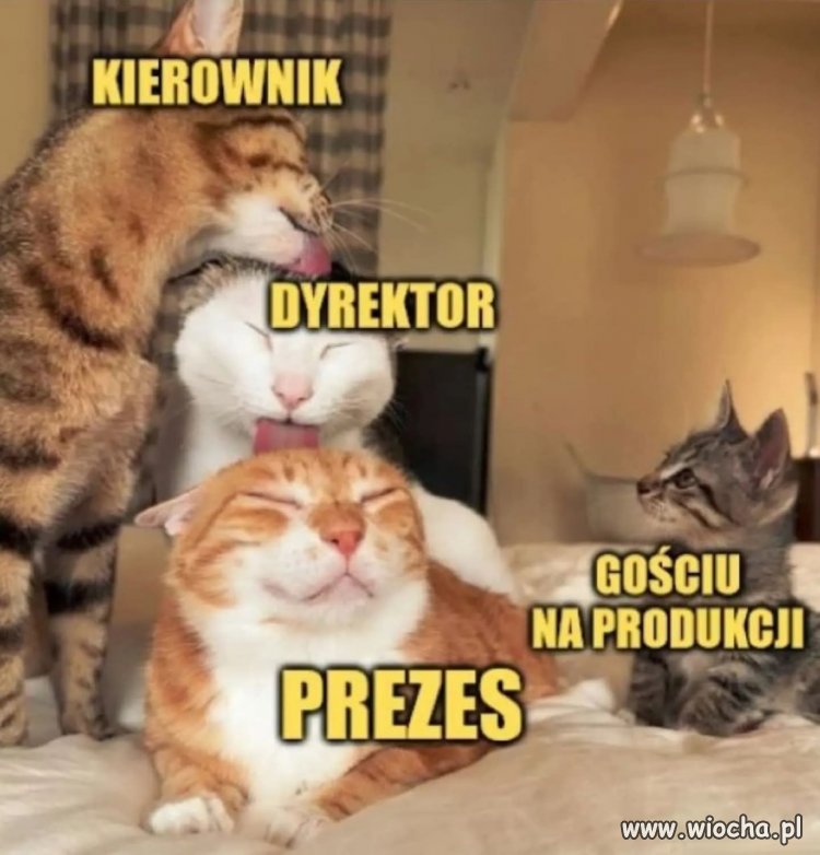 Firmowy łańcuch pokarmowy w pełnej krasie