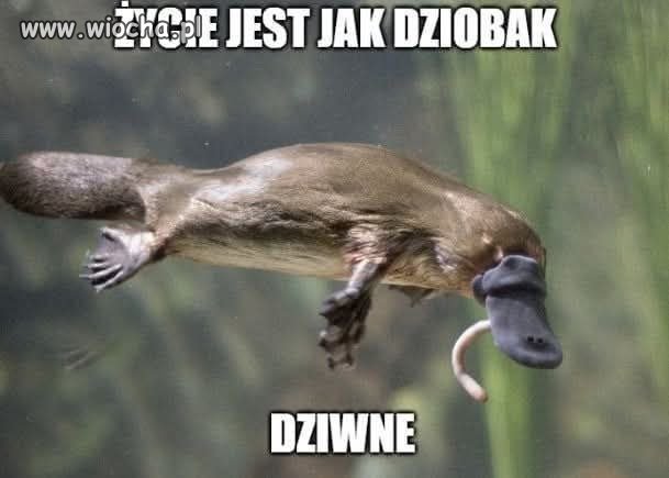 Codzienność niby ma sens, a jednak coś tu zawsze odstaje