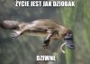 Codzienność niby ma sens, a jednak coś tu zawsze odstaje