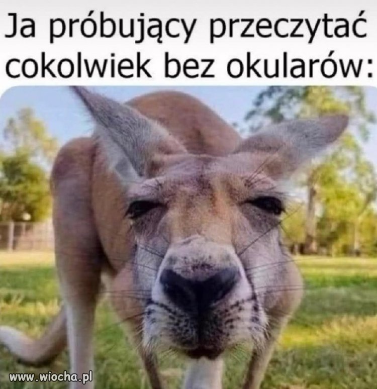 Wzrok na poziomie zgadywania