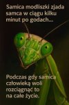 A wy to jakbyście woleli?