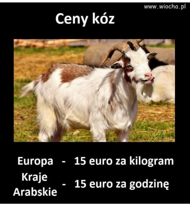 Cennik