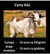 Cennik