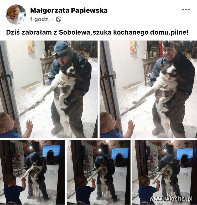 Ukradłam psa ze schroniska. Pilnie oddam