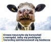 Veronika jest mądrzejsza niż większość ludzi