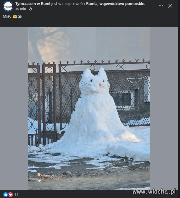 Rodzice powiedzieli, że nie możemy mieć kota