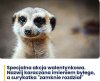 Możesz nazwać zwierzątko imieniem ex